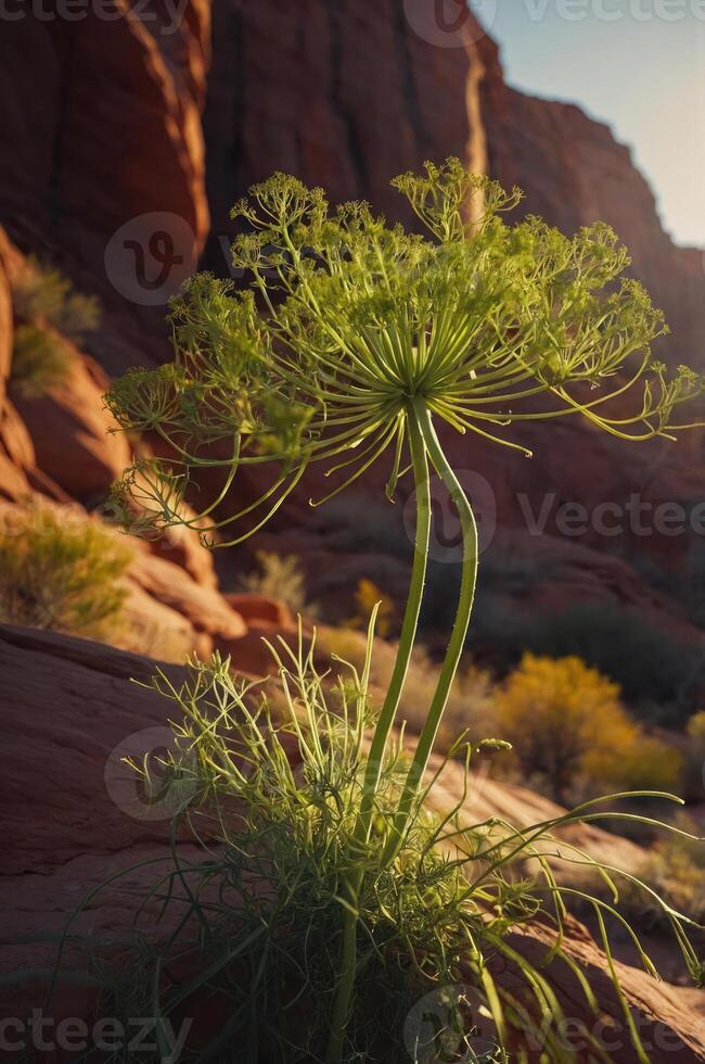 A tall green plant with delicate flowers growing in a rocky landscape during golden hour. photo