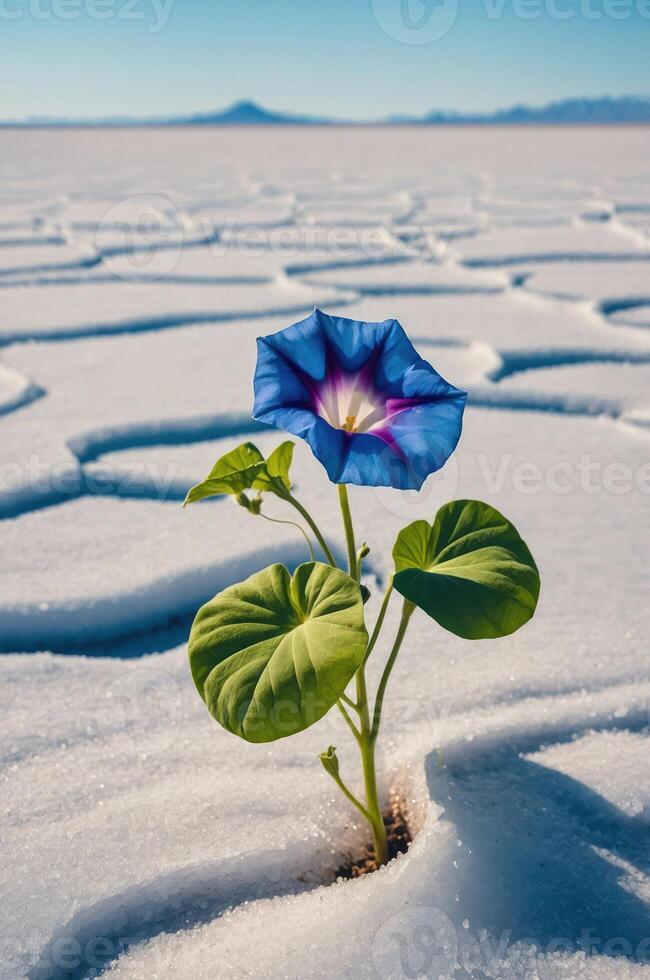 A vibrant blue flower emerges from a cracked, white salt flat, symbolizing resilience. photo