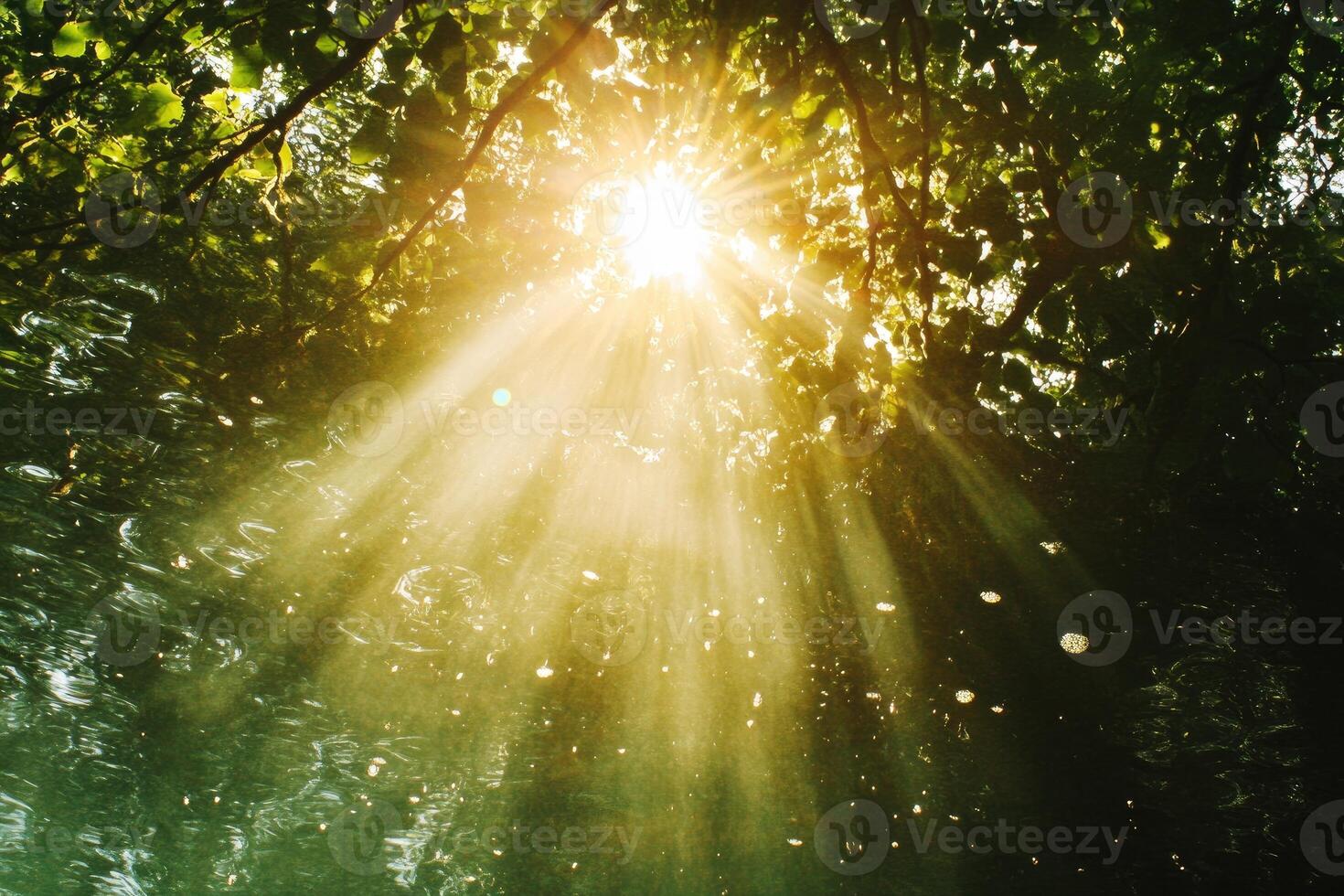 Sunlight Rays Filtering Through Lush Green Tree Canopy photo