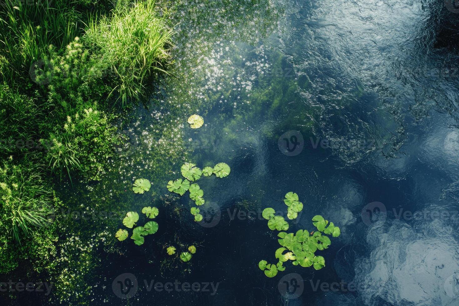 Aerial View of a Pond with Green Lily Pads and Rippling Water photo