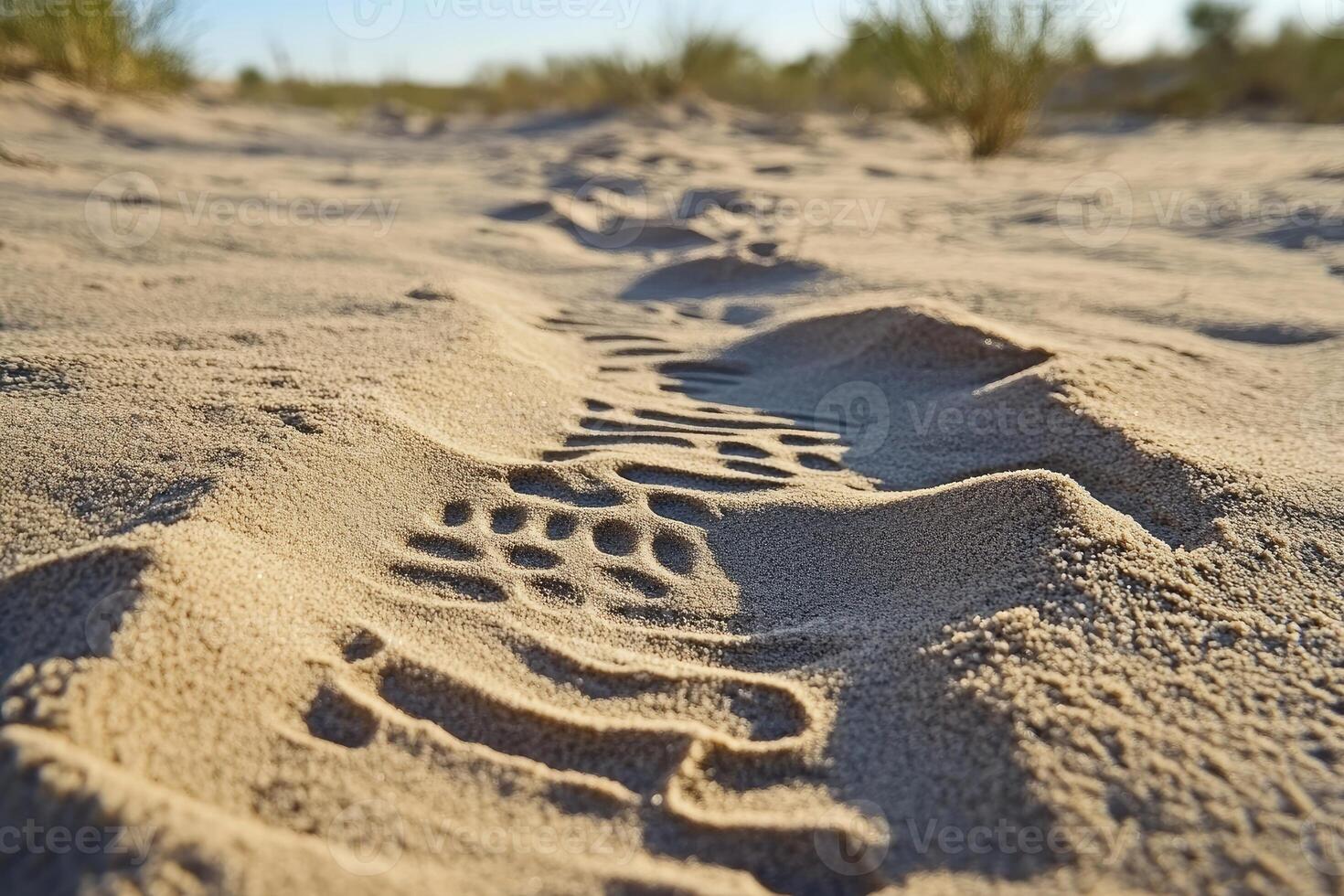 Tire Tracks Imprinted in Sandy Desert Terrain photo