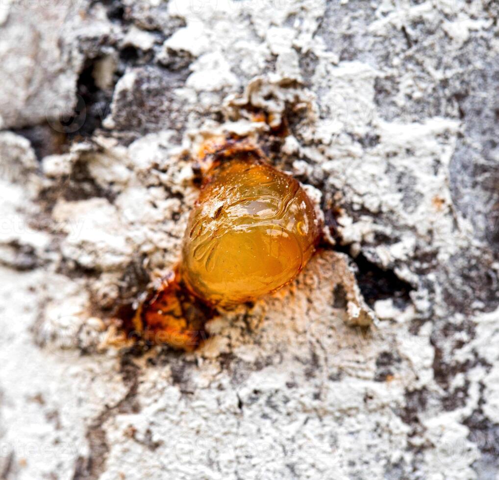 Healing brown resin on a tree, close-up. Natural medicine photo