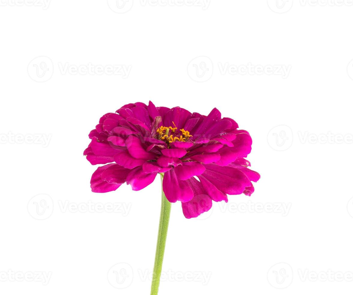 Pink zinnia flower on a white background, isolate, close-up. Gardening photo