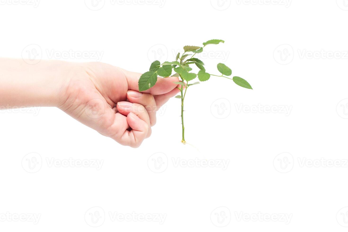 Female hand holds a sprig of roses with a developed root system, planting flowers, white background, isolate photo