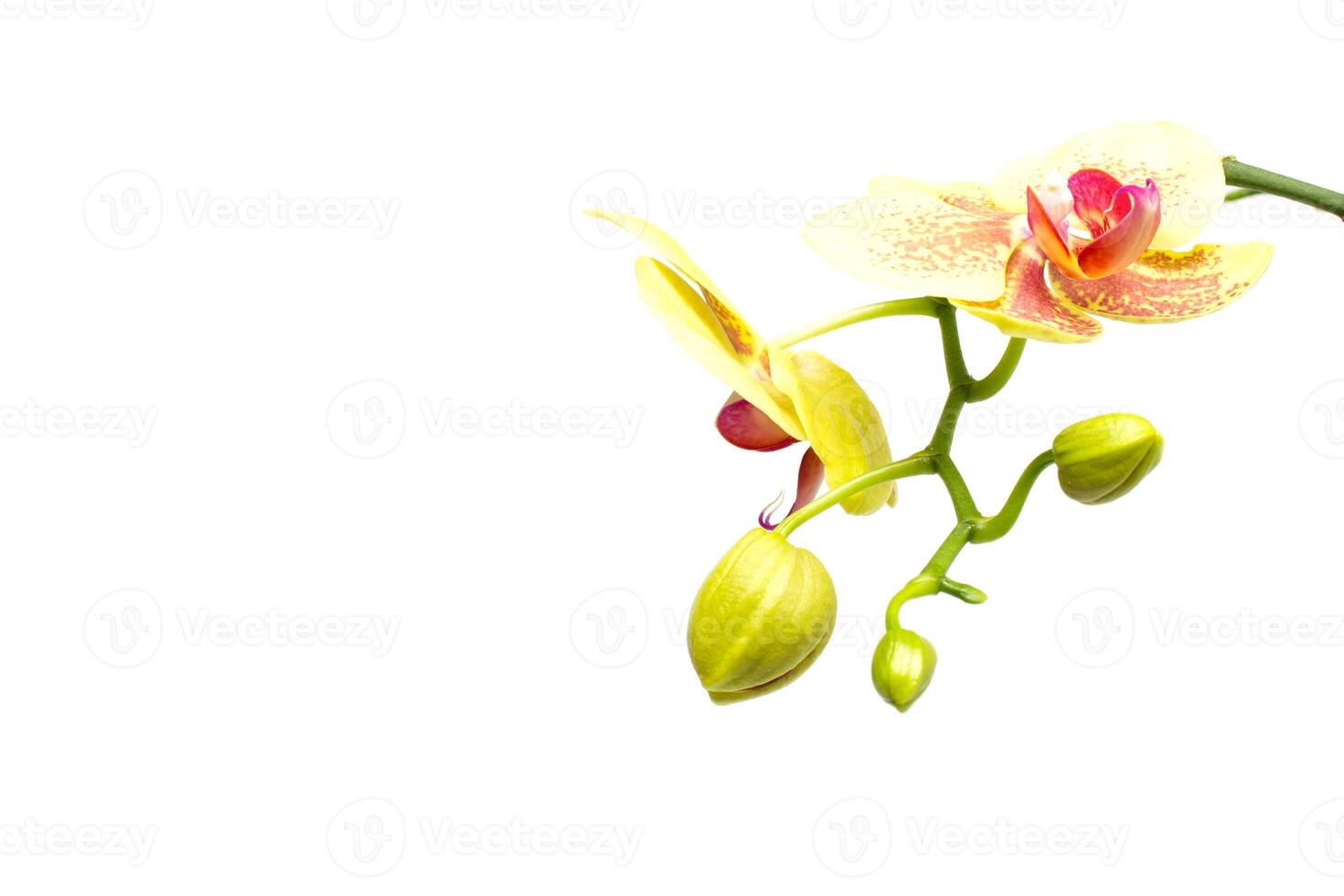 Beautiful branch with buds yellow orchid on a white background, isolate photo