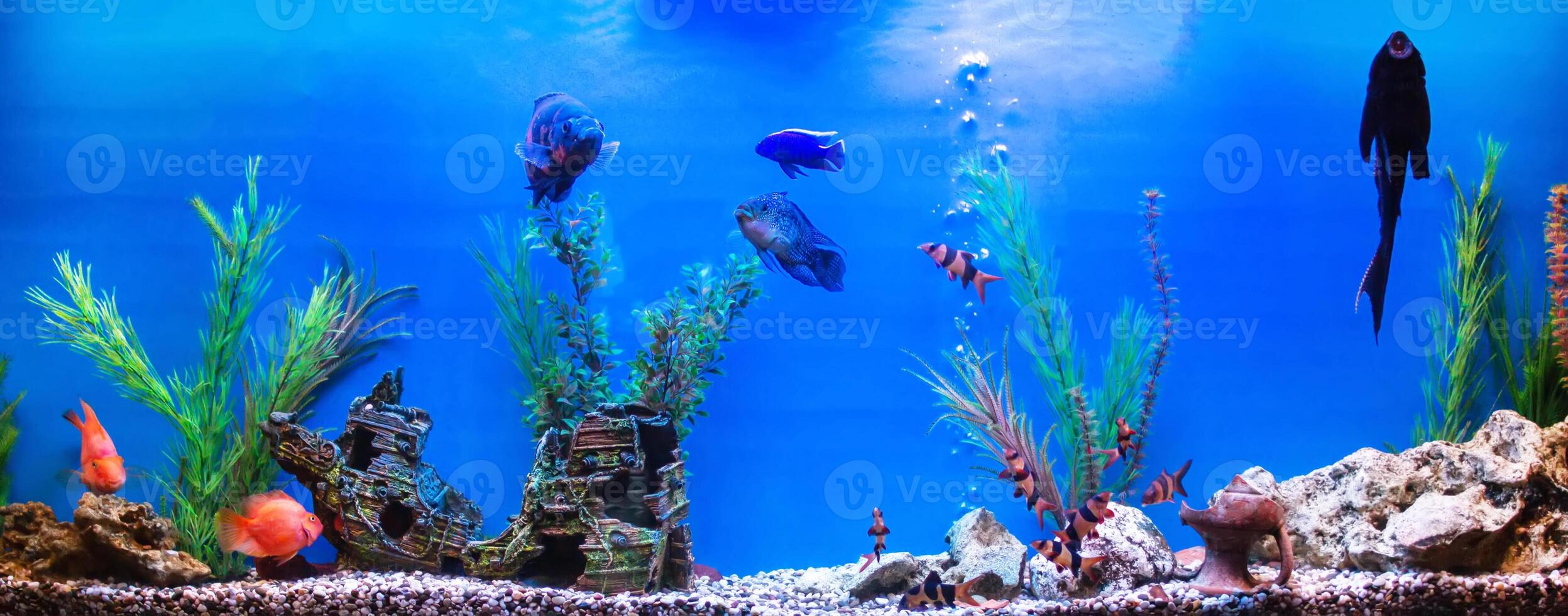 Large beautiful aquarium with colorful fish, background, swimming photo