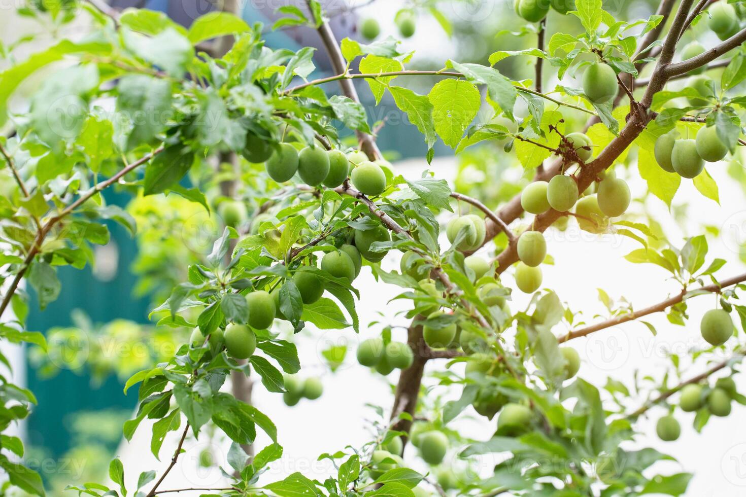 Ripening hybrid plum with peach on a tree, green fruits. High yield of fruit tree, gardening photo