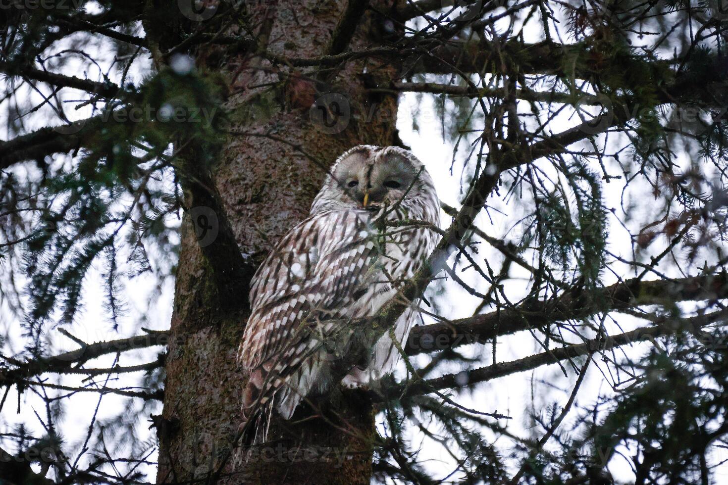 A barred owl perched in a tree photo