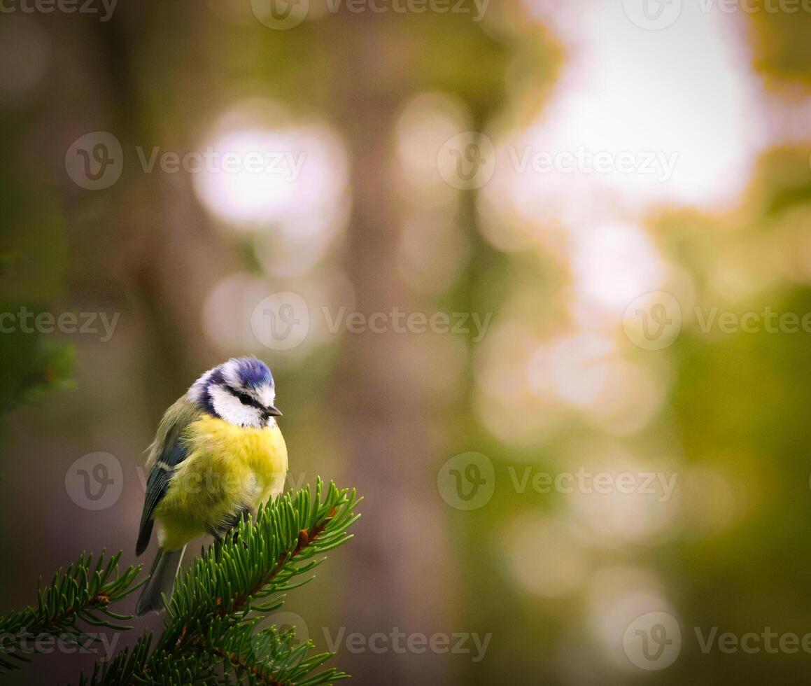 A small bird is perched on a branch in the woods photo