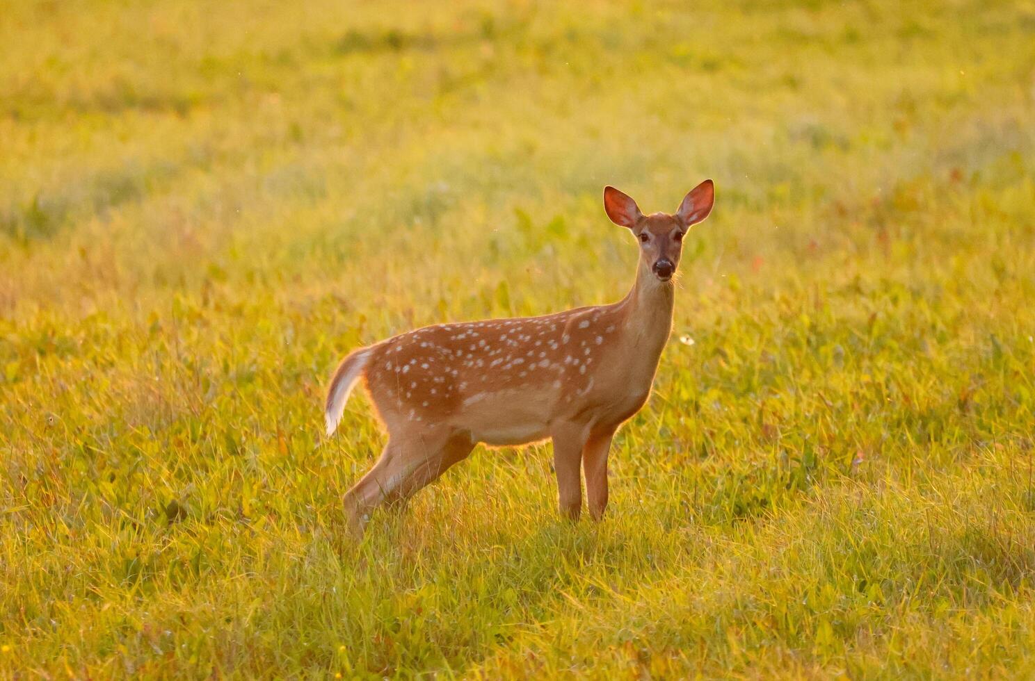 A deer is standing in a field with grass photo