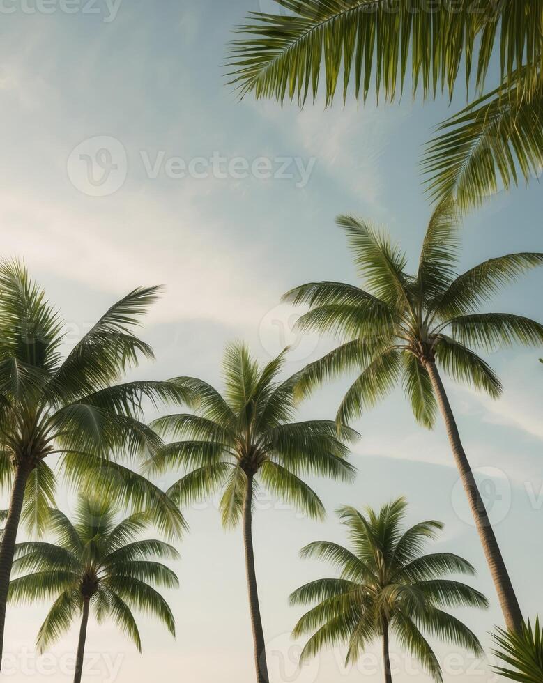 Serene Nature View with Tropical Palm Trees and a Softly Lit Blue Sky Representing Paradise and Calm photo