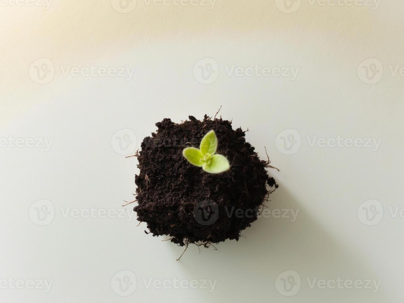 Uplifting Image of a Tiny Green Plant in Soil Inspiring Hope and New Opportunities for Growth. photo