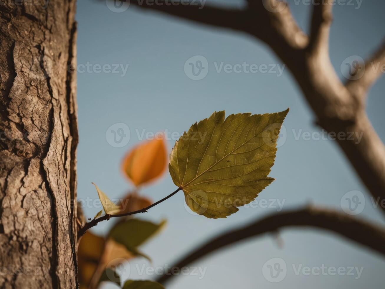 Capturing Nature's Beauty in Rich Colors and Textures. photo