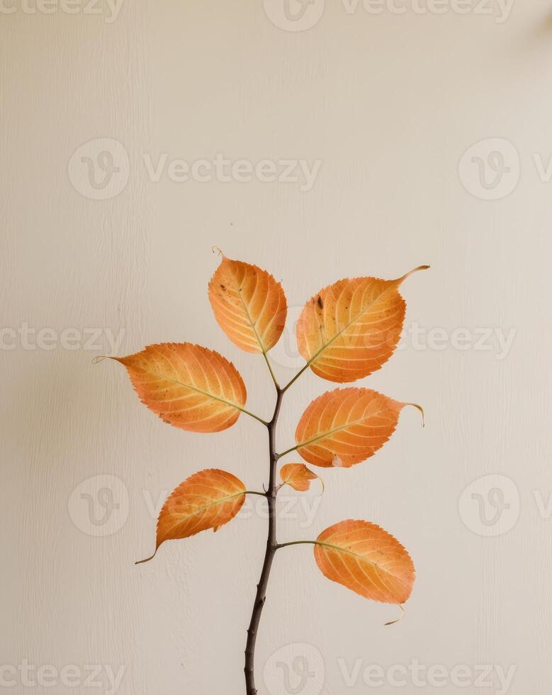 A close up of a leafy tree branch with orange leaves photo