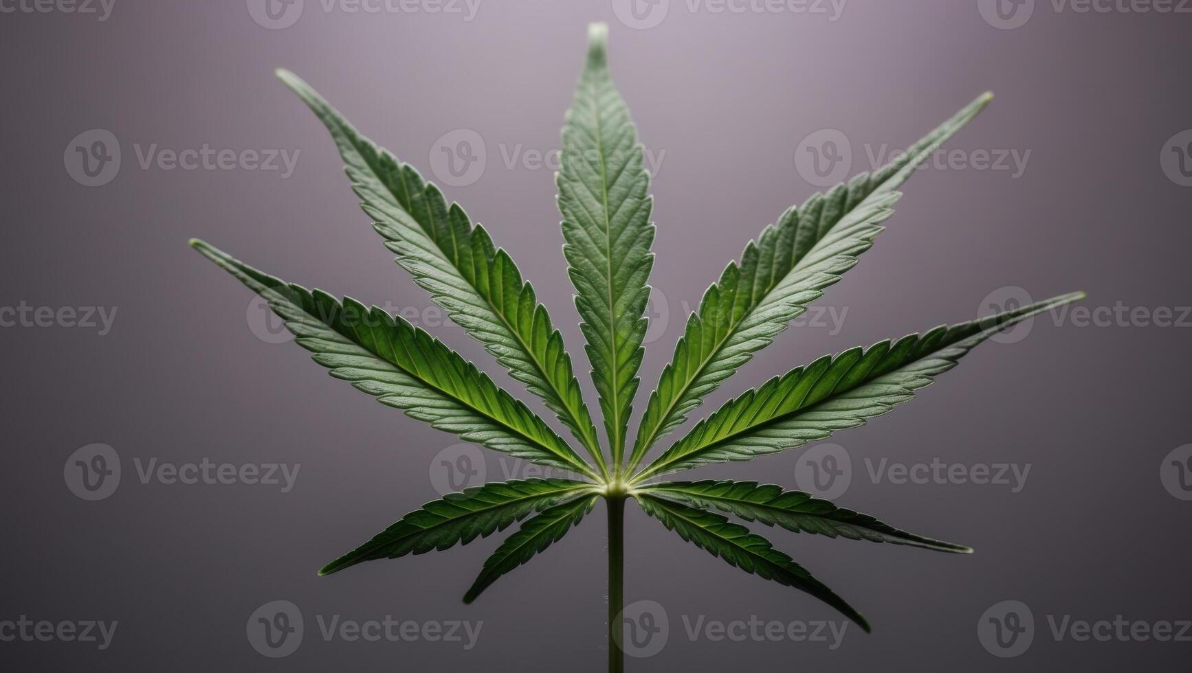 Colorful cannabis leaf illuminated in purple light. photo