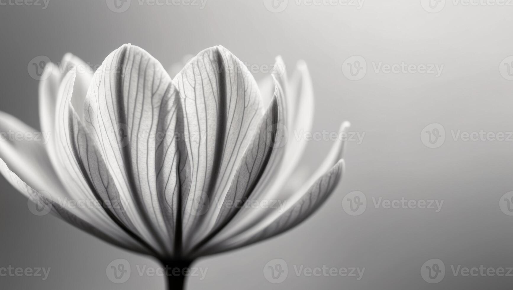 capture a close up of a flower or leaf showcasing the intricate. photo