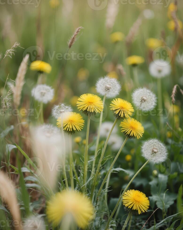A cluster of dandelions growing in a lush green field photo