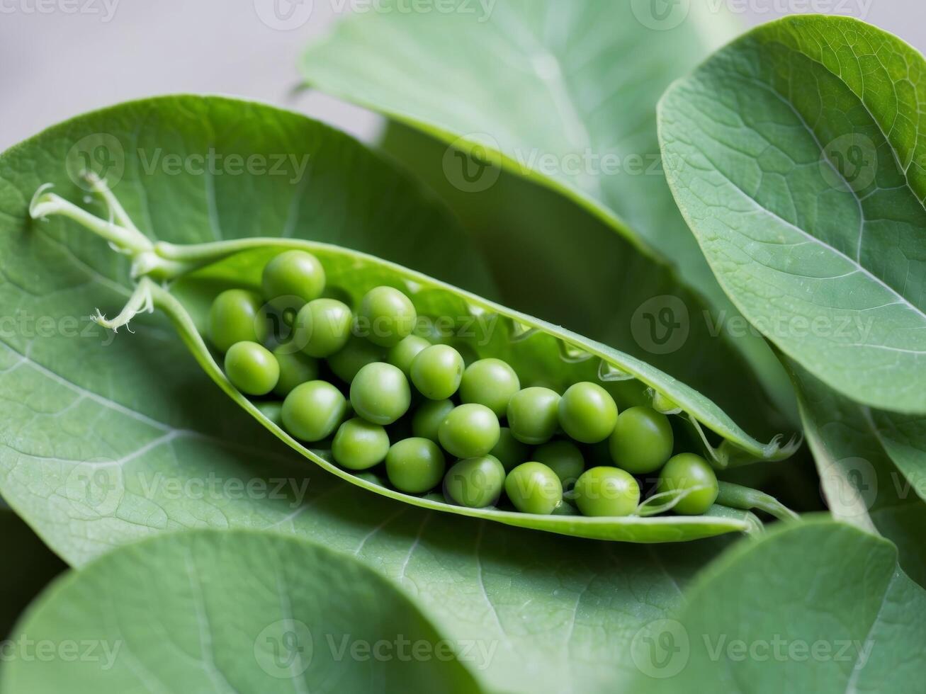 Bright Green Peas Nestled in Fresh Pod Surrounded by Leaves. photo