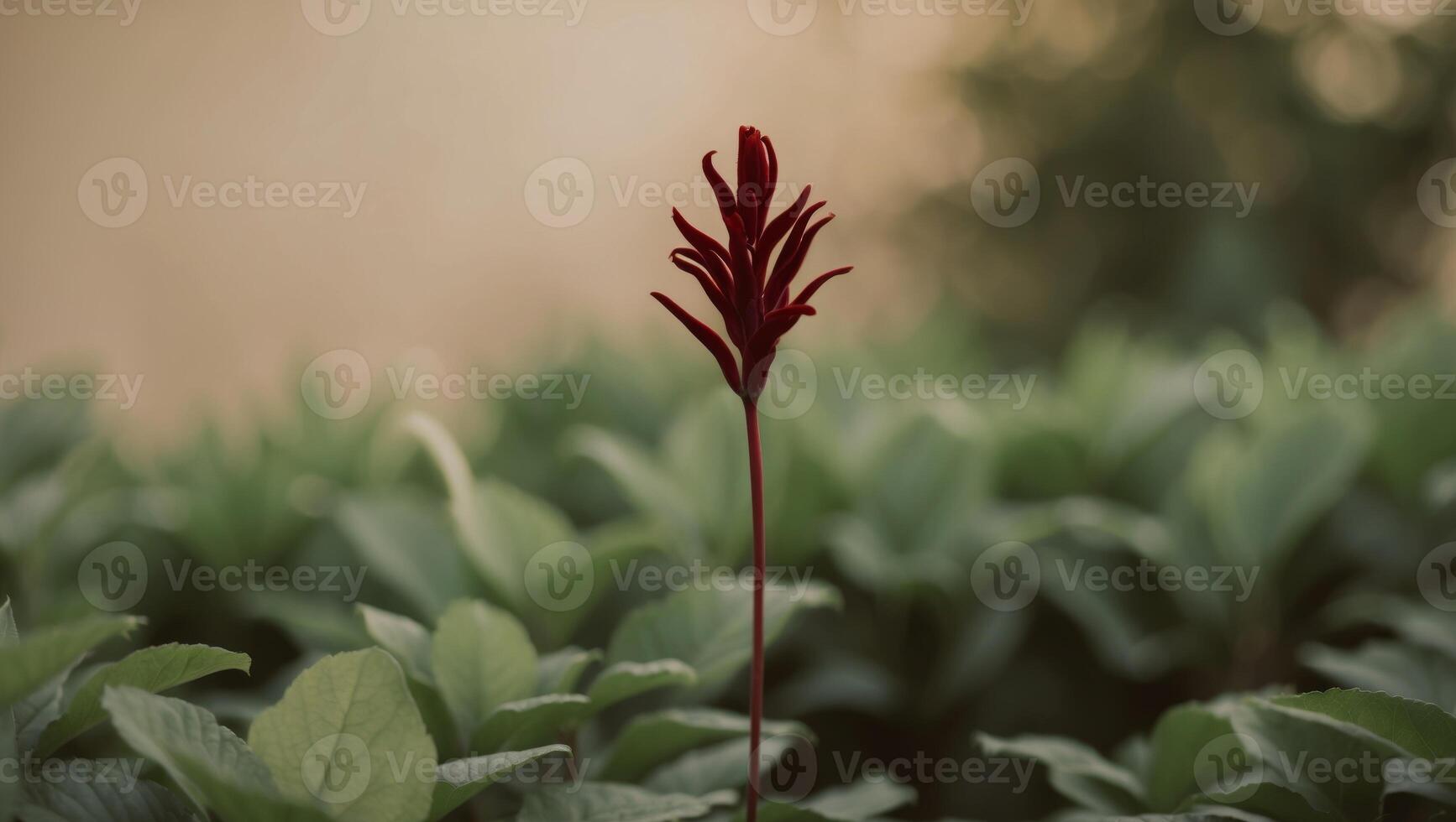 A single red flower in a field of green leaves. photo