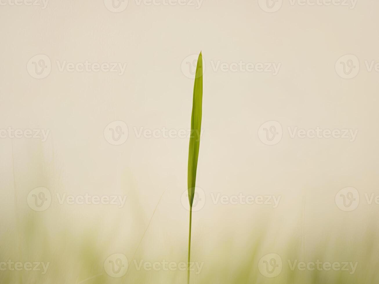 Green Grass Blade with Soft Background Light. photo