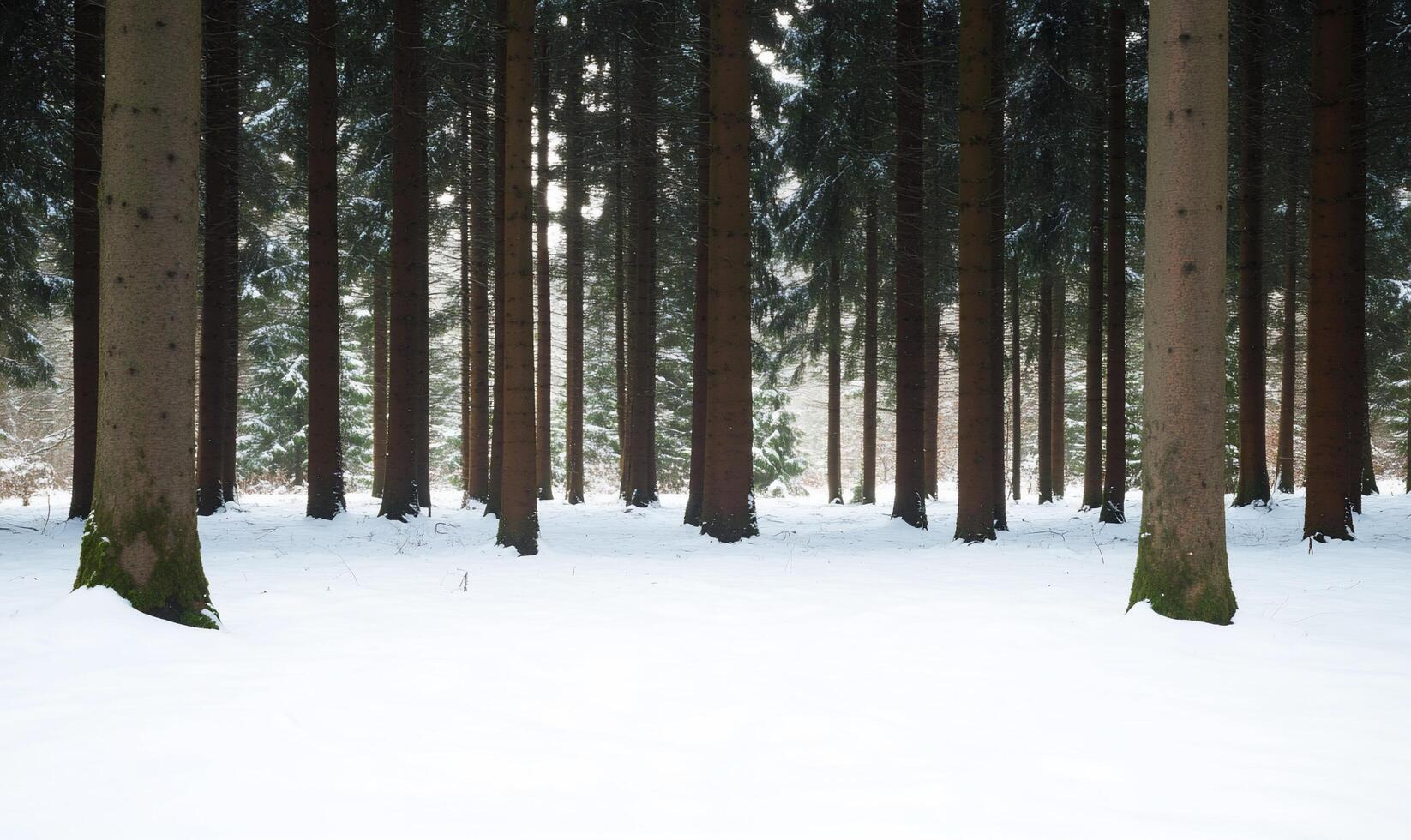 Snow-covered forest with tall trees creating a serene atmosphere. photo