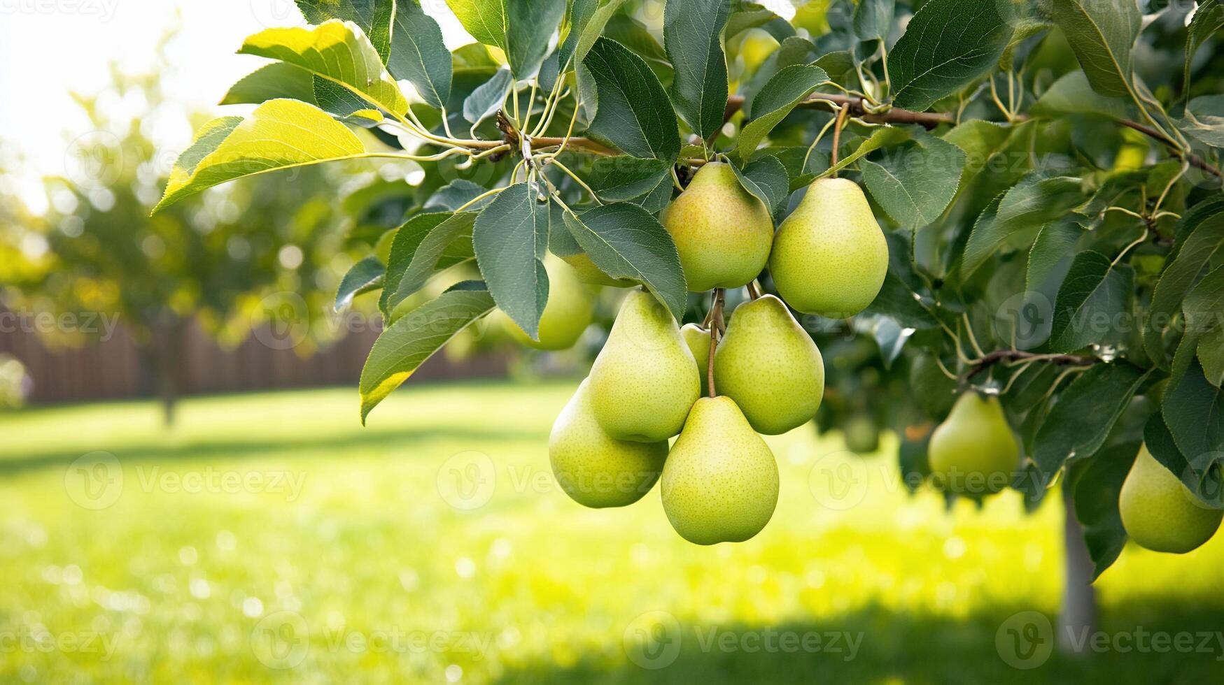 A close-up of green pears hanging from a tree in a sunny garden. photo