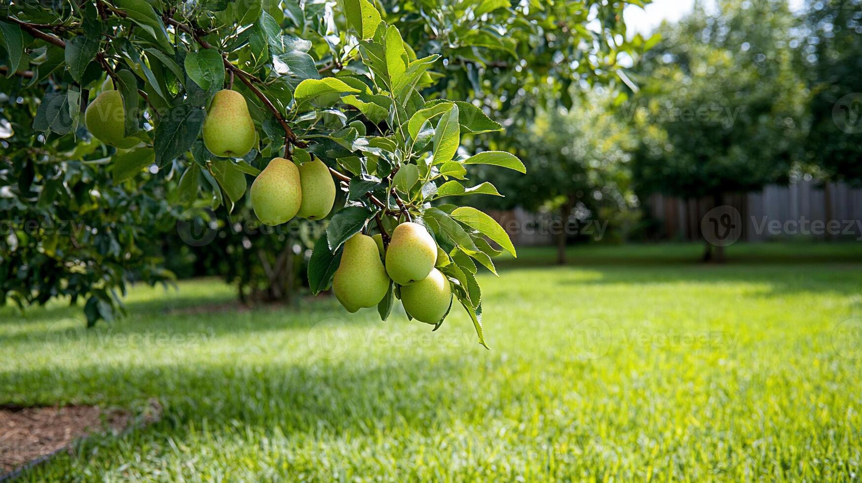 A pear tree branch laden with unripe pears in a lush backyard. photo