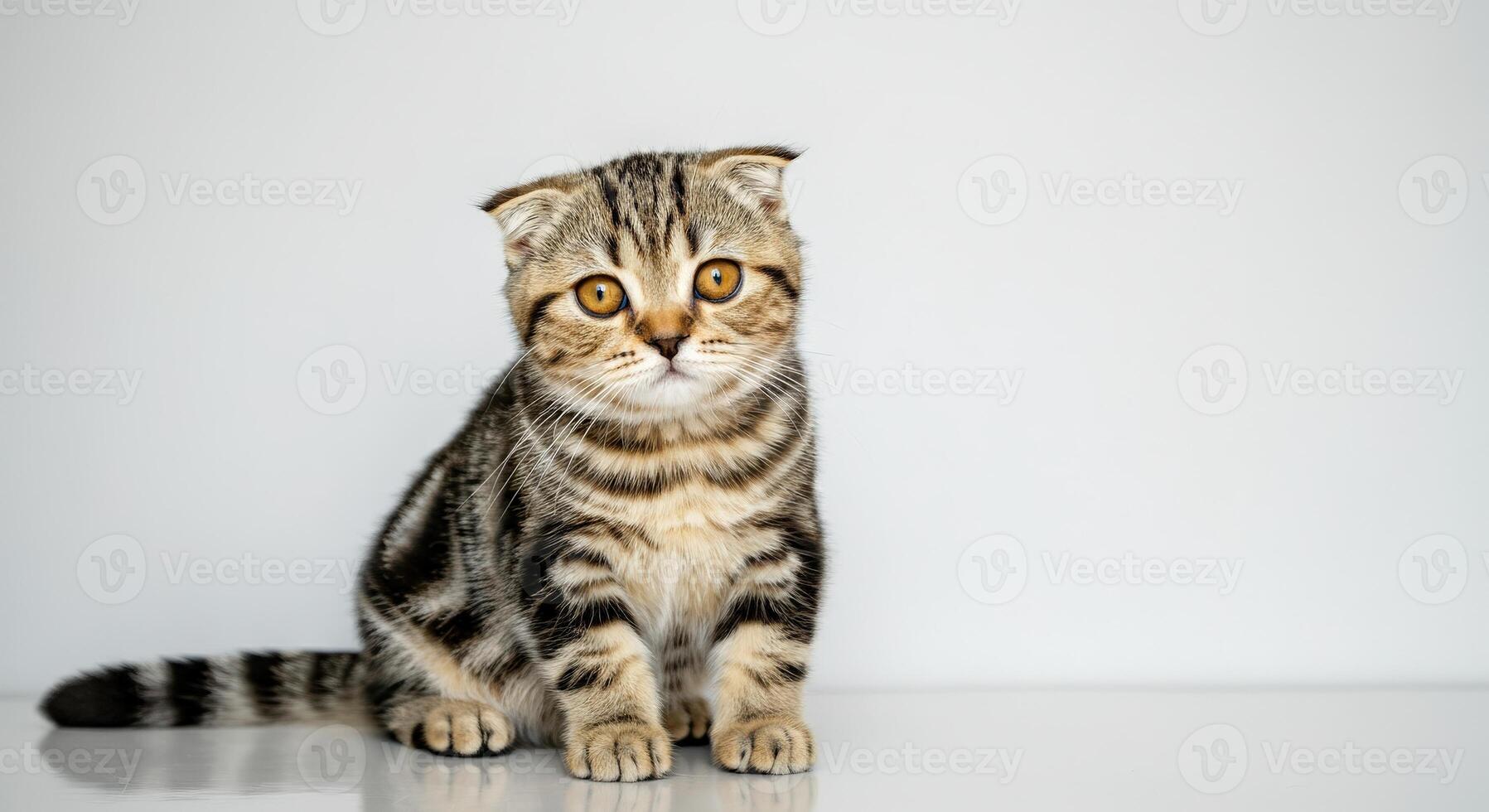 Curious scottish fold kitten with striped fur sitting against a white background for pet enthusiasts and animal lovers photo