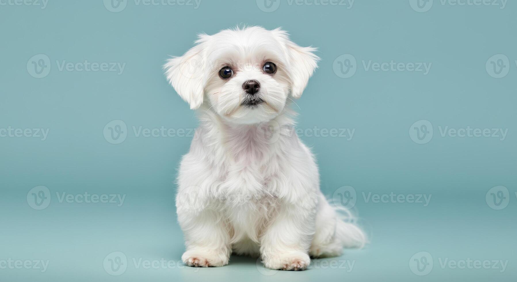 Adorable maltese puppy on soft blue background for pet lovers and animal themed decor photo