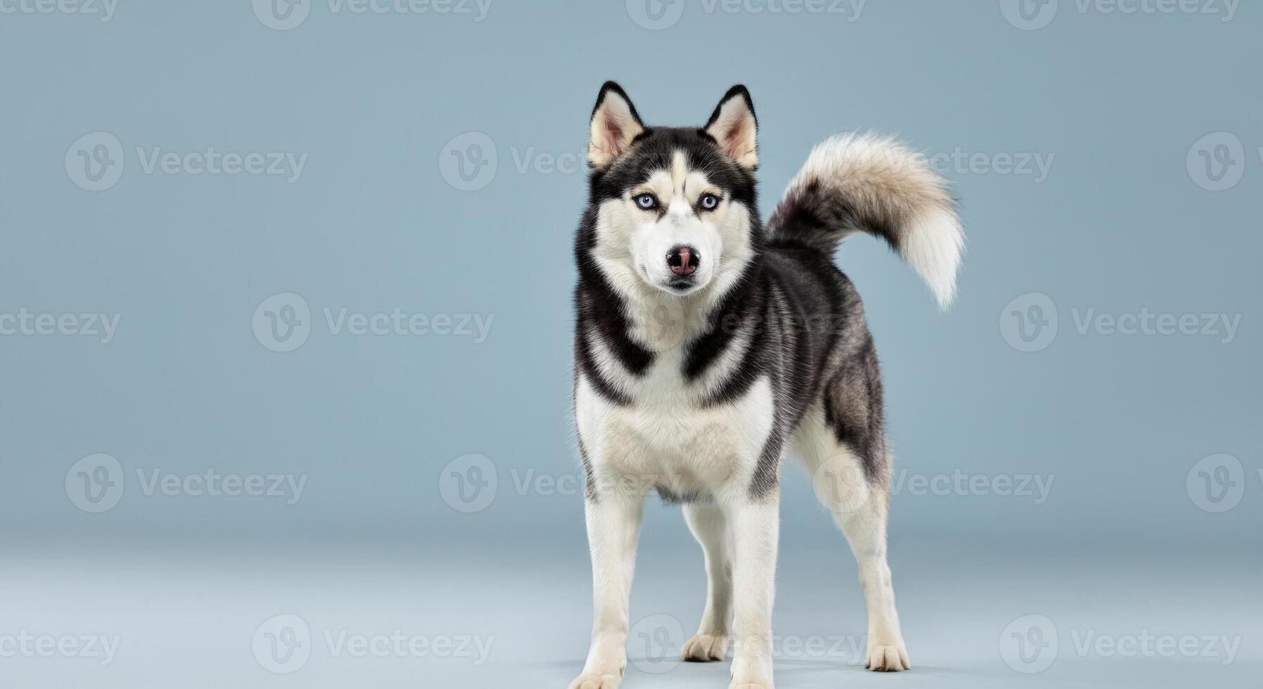Handsome siberian husky with striking blue eyes on minimalist blue background photo