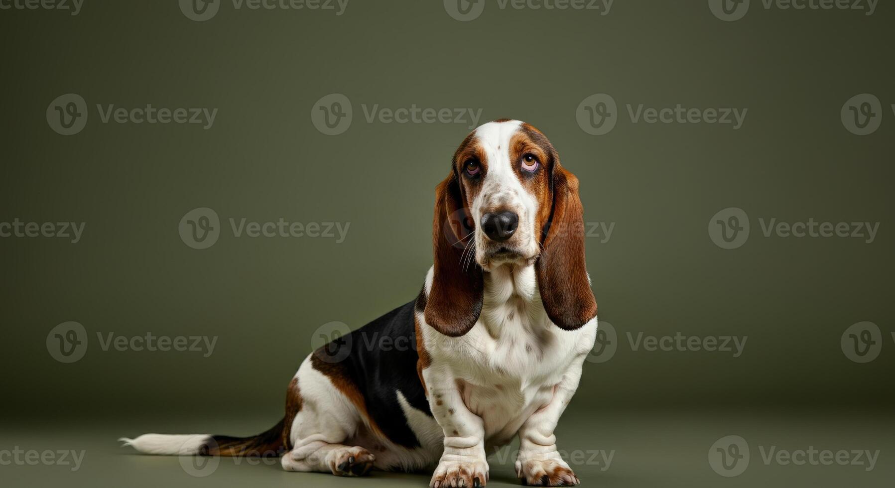 Adorable basset hound in studio setting with calm expression for pet enthusiasts photo