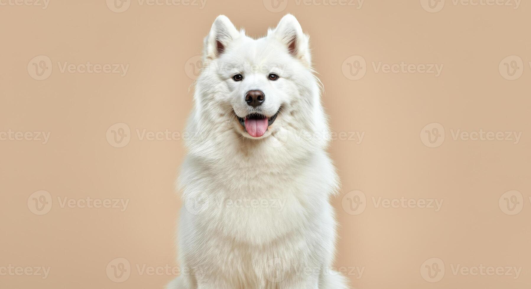 Portrait of a fluffy white samoyed dog on neutral background photo