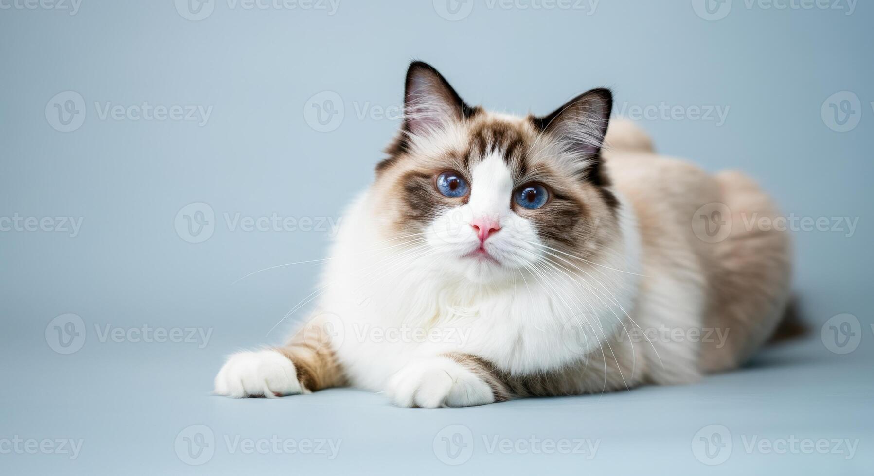 Ragdoll cat with striking blue eyes and soft fluffy fur relaxing on minimalist background photo