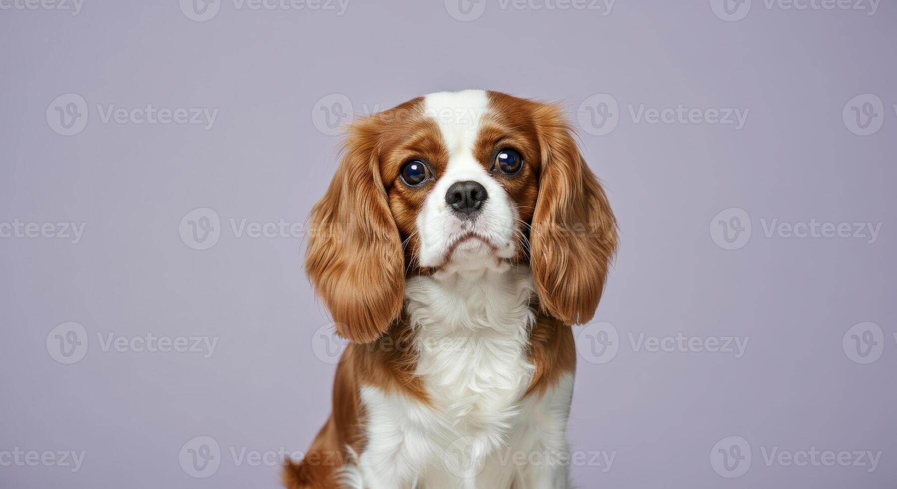 Adorable cavalier king charles spaniel portrait on pastel background for pet lovers photo