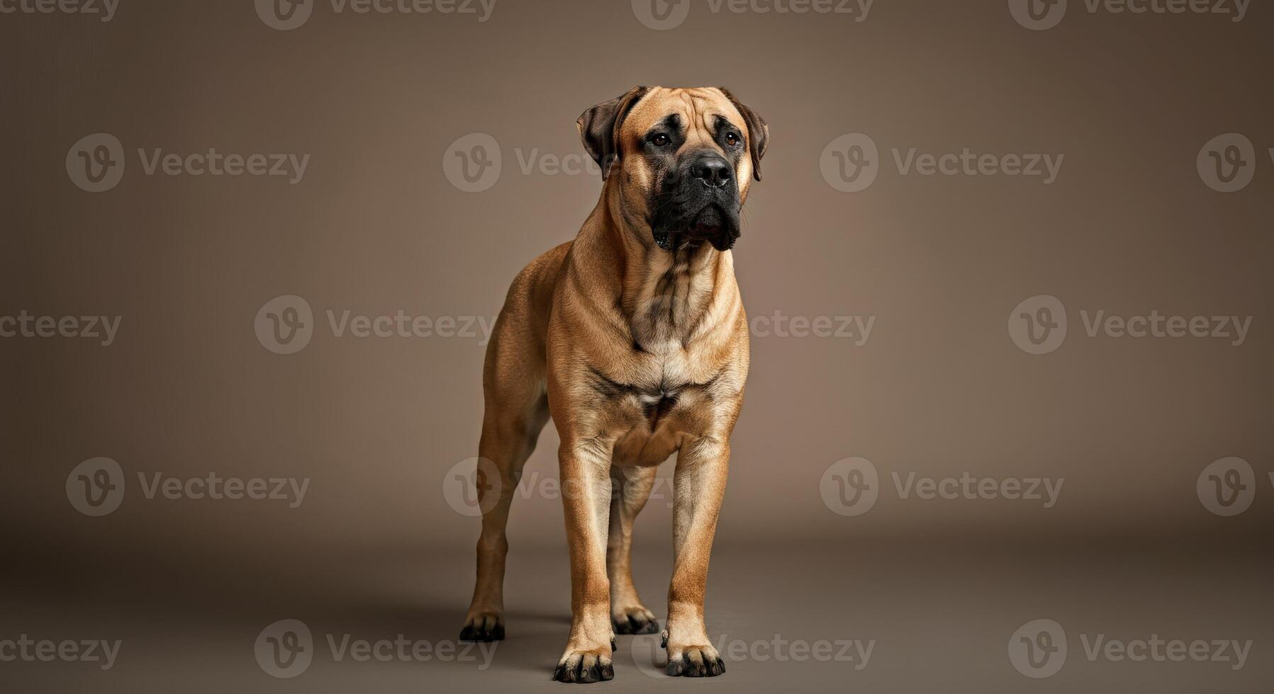 Majestic bullmastiff posing in studio with neutral background for canine portrait photo
