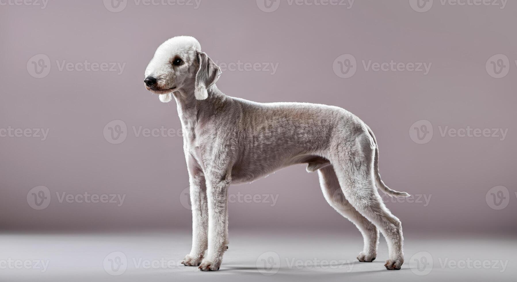 Elegant bedlington terrier in studio with textured gray background photo