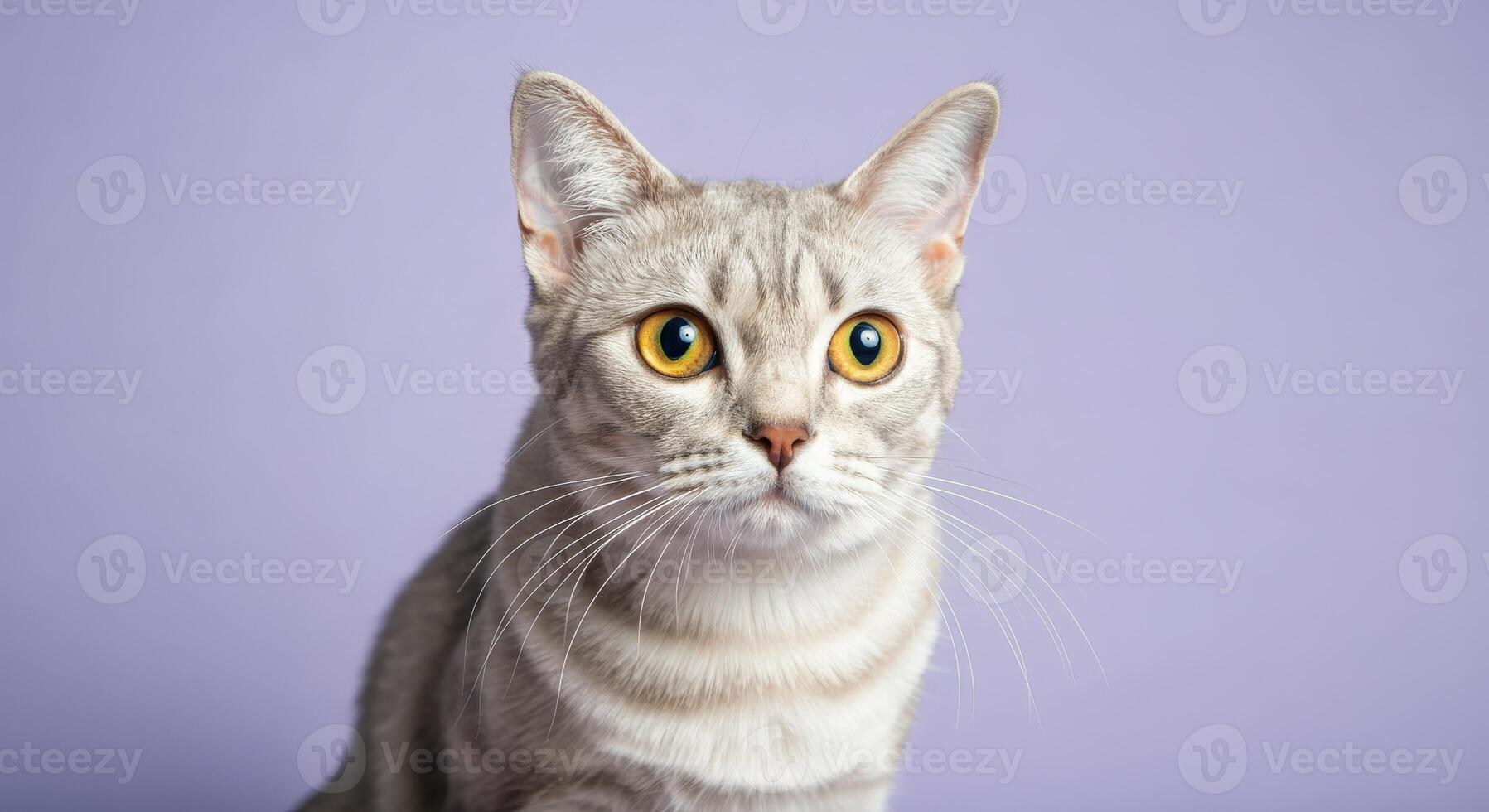 Captivating portrait of alert grey tabby cat with striking yellow eyes on pastel purple background photo