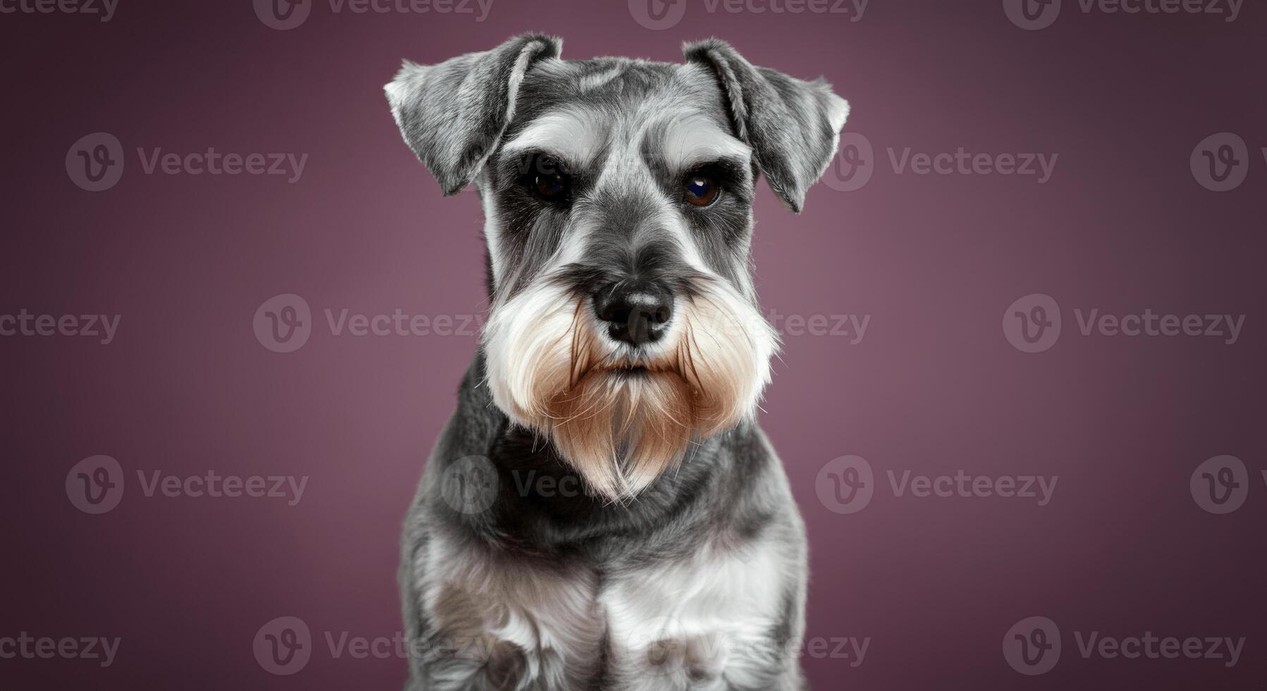 Portrait of a schnauzer against a plum colored background for pet lovers and interior decor photo