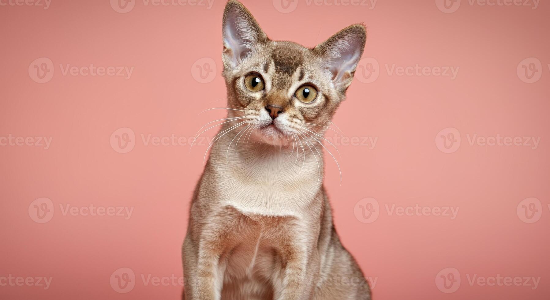 Adorable abyssinian cat with curious expression on soft pink background photo