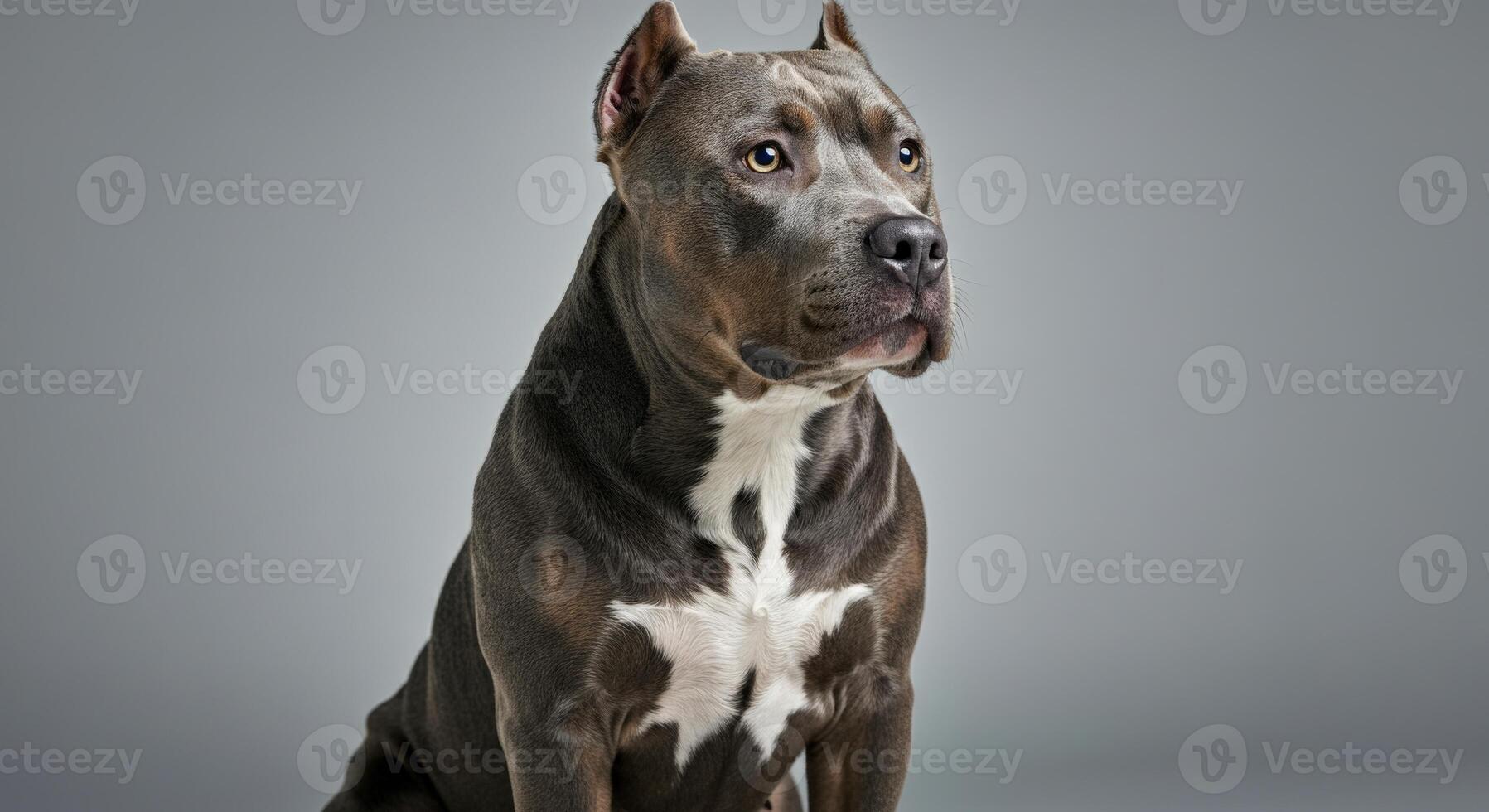 Majestic american pit bull terrier portrait on gray background for pet lovers and canine enthusiasts photo