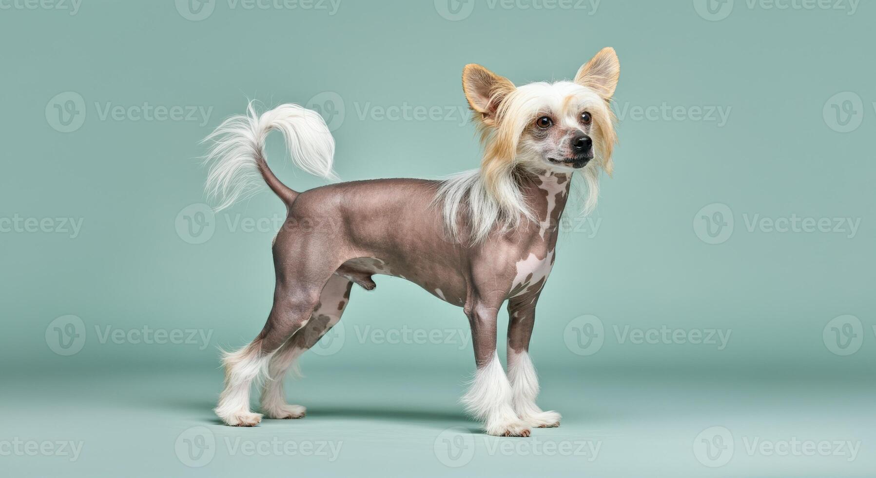 Chinese crested dog on teal background highlighting unique appearance and elegant stance photo