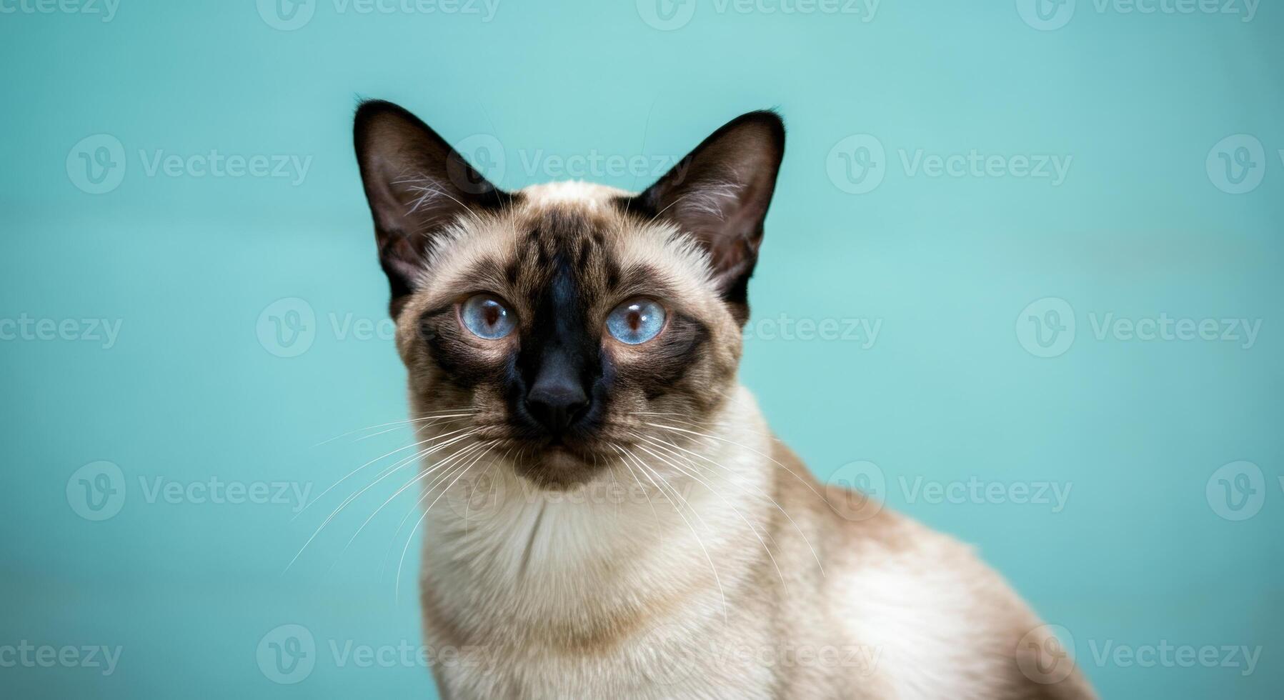 Siamese cat with striking blue eyes against turquoise background for pet-lovers and feline-themed designs photo