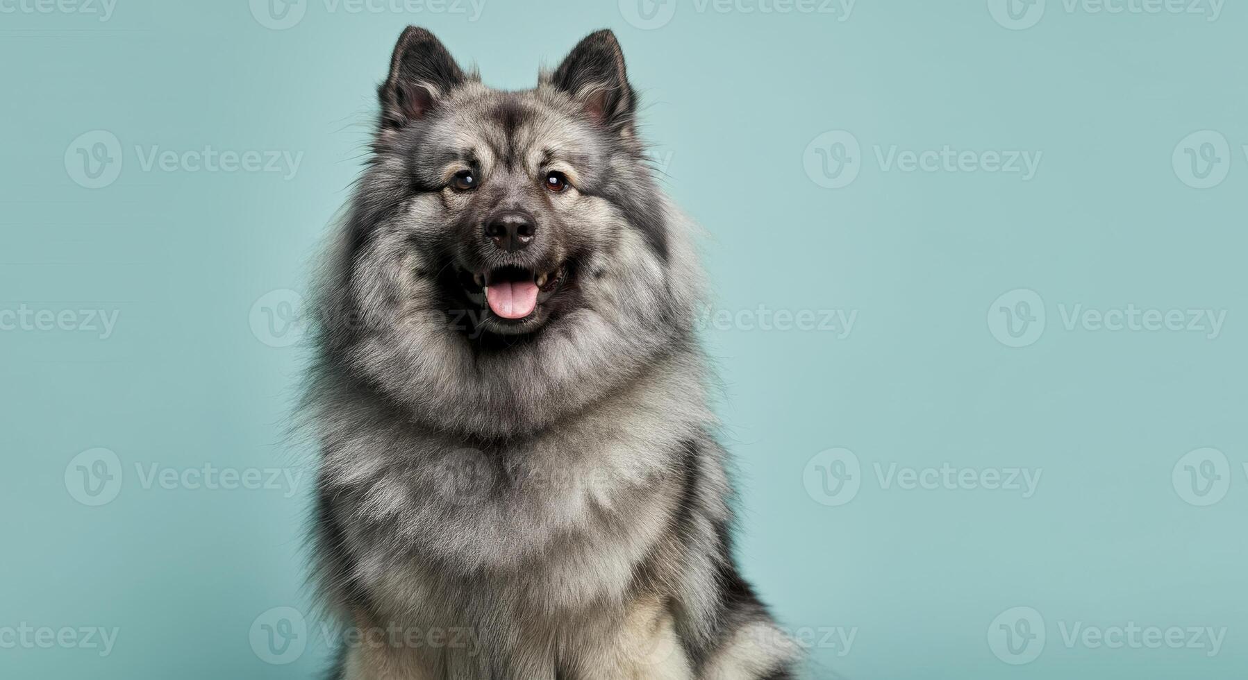 Fluffy keeshond dog with happy expression against blue background photo
