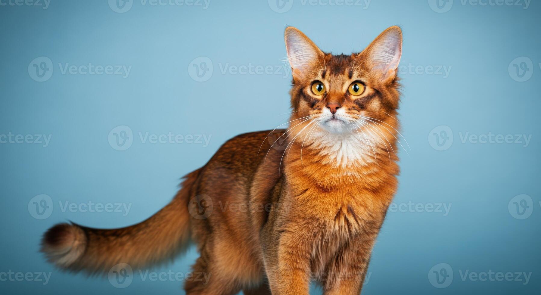 Elegant somali cat with fluffy tail in front of blue background for animal lovers photo