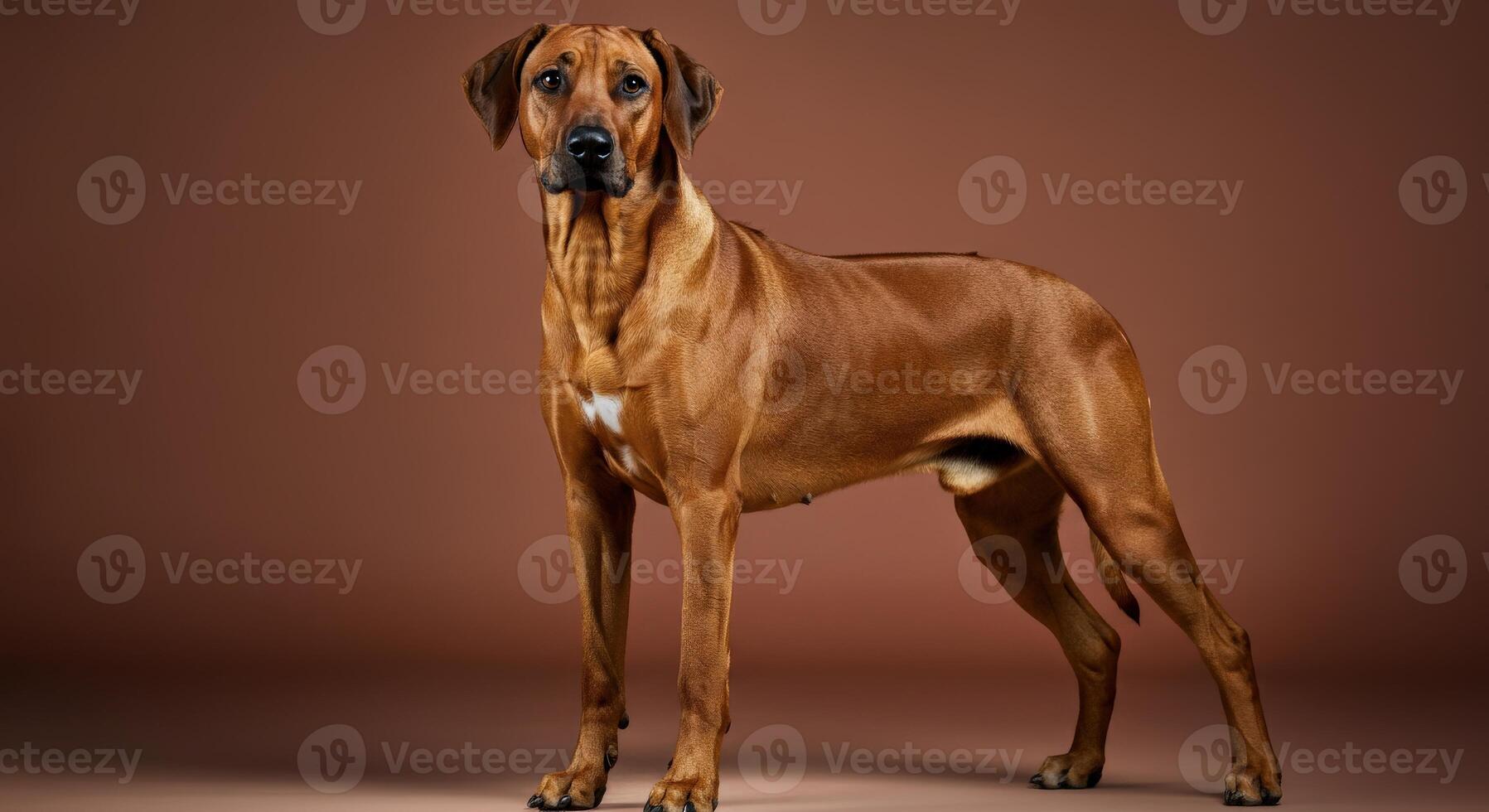 Majestic rhodesian ridgeback against brown studio background photo