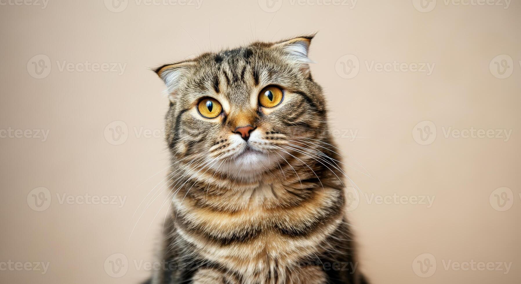 Captivating scottish fold cat with striking amber eyes against a soft background photo
