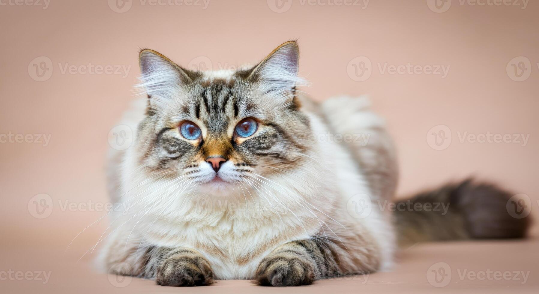 Fluffy ragdoll cat with blue eyes on pastel background for pet and nature design photo