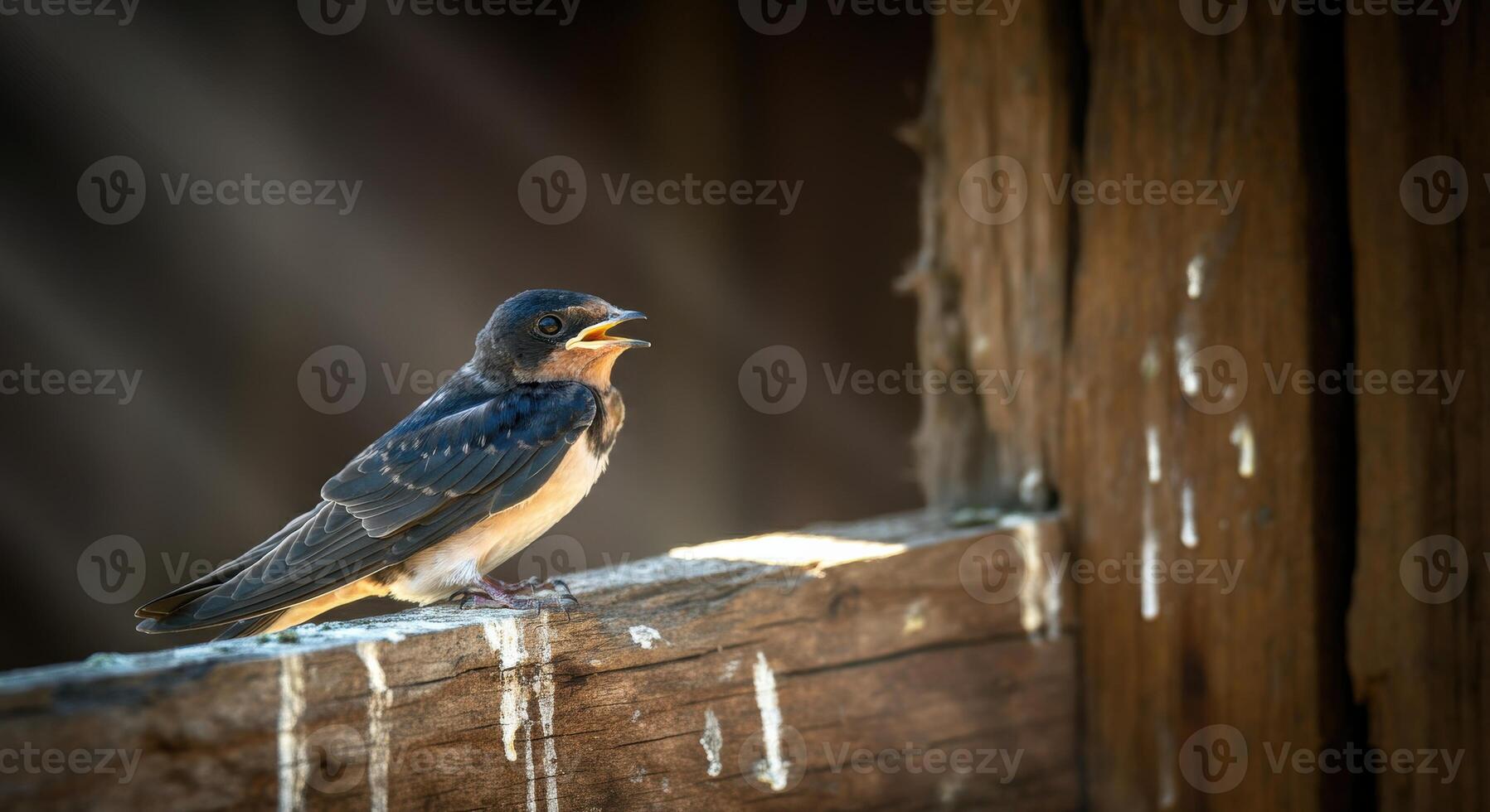 Young swallow bird perched on rustic wooden beam in natural sunlight photo
