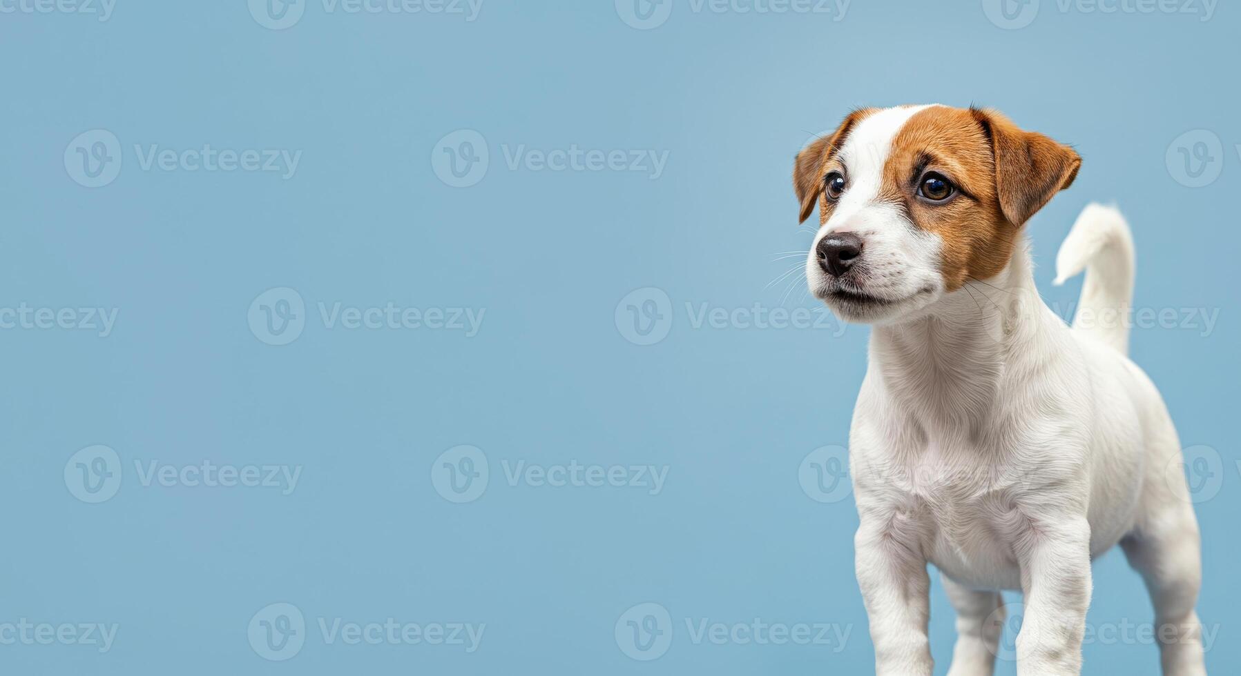 Jack russell terrier puppy on light blue background for pet lovers and animal enthusiasts photo