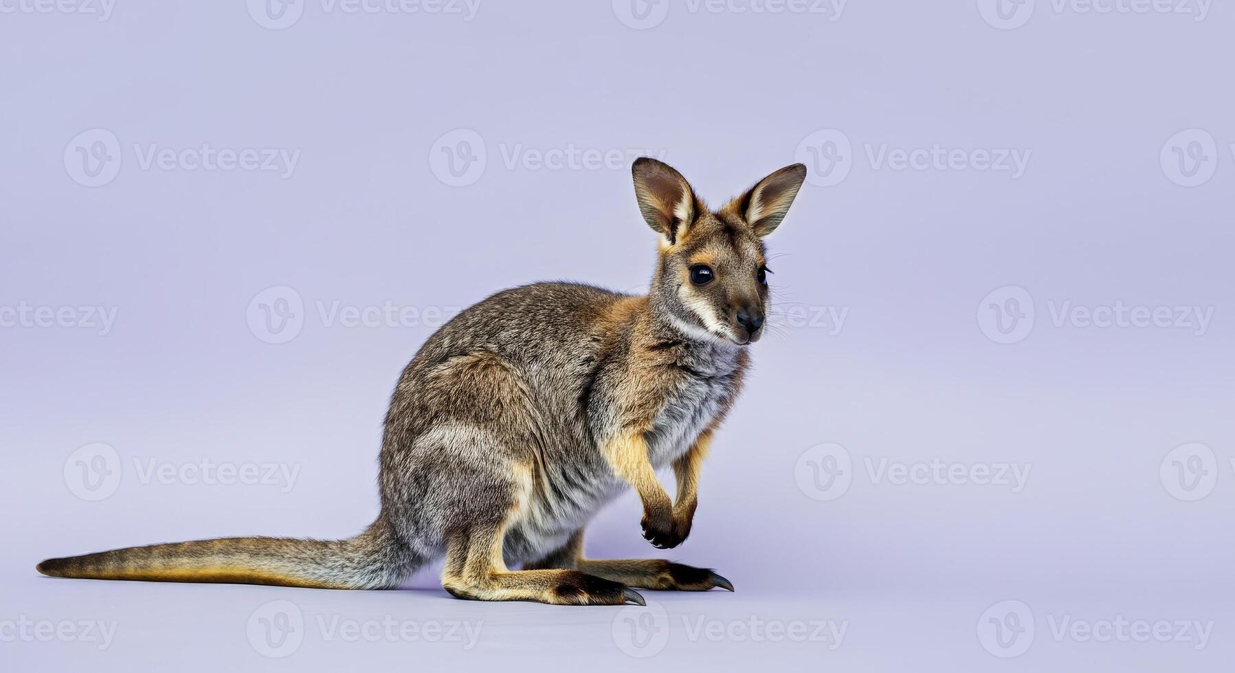 Vibrant portrait of an australian kangaroo in a studio setting photo